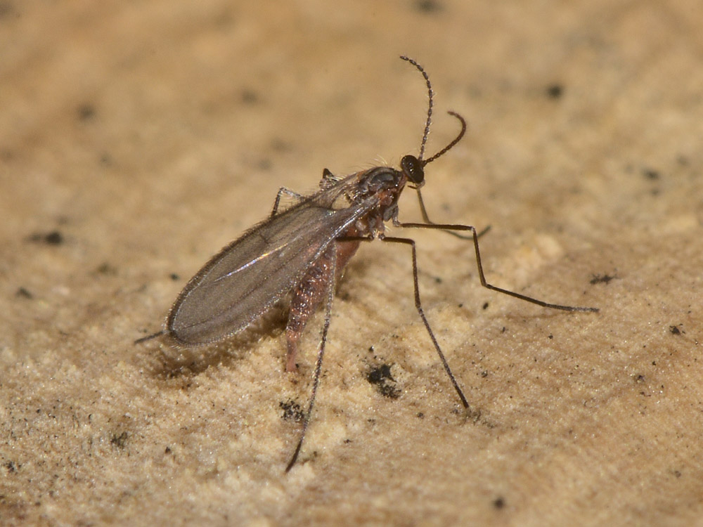 Cecidomyiidae?